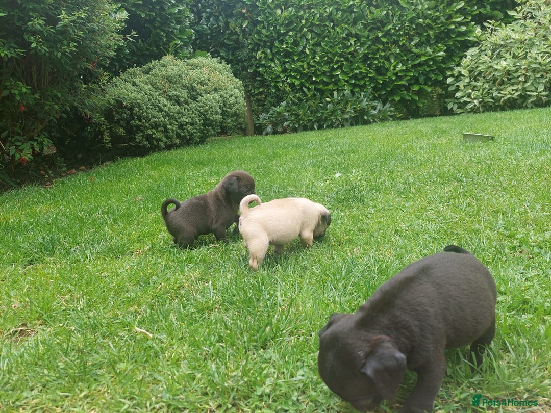 Pug dogs for sale: Pure pugs  - Image 10