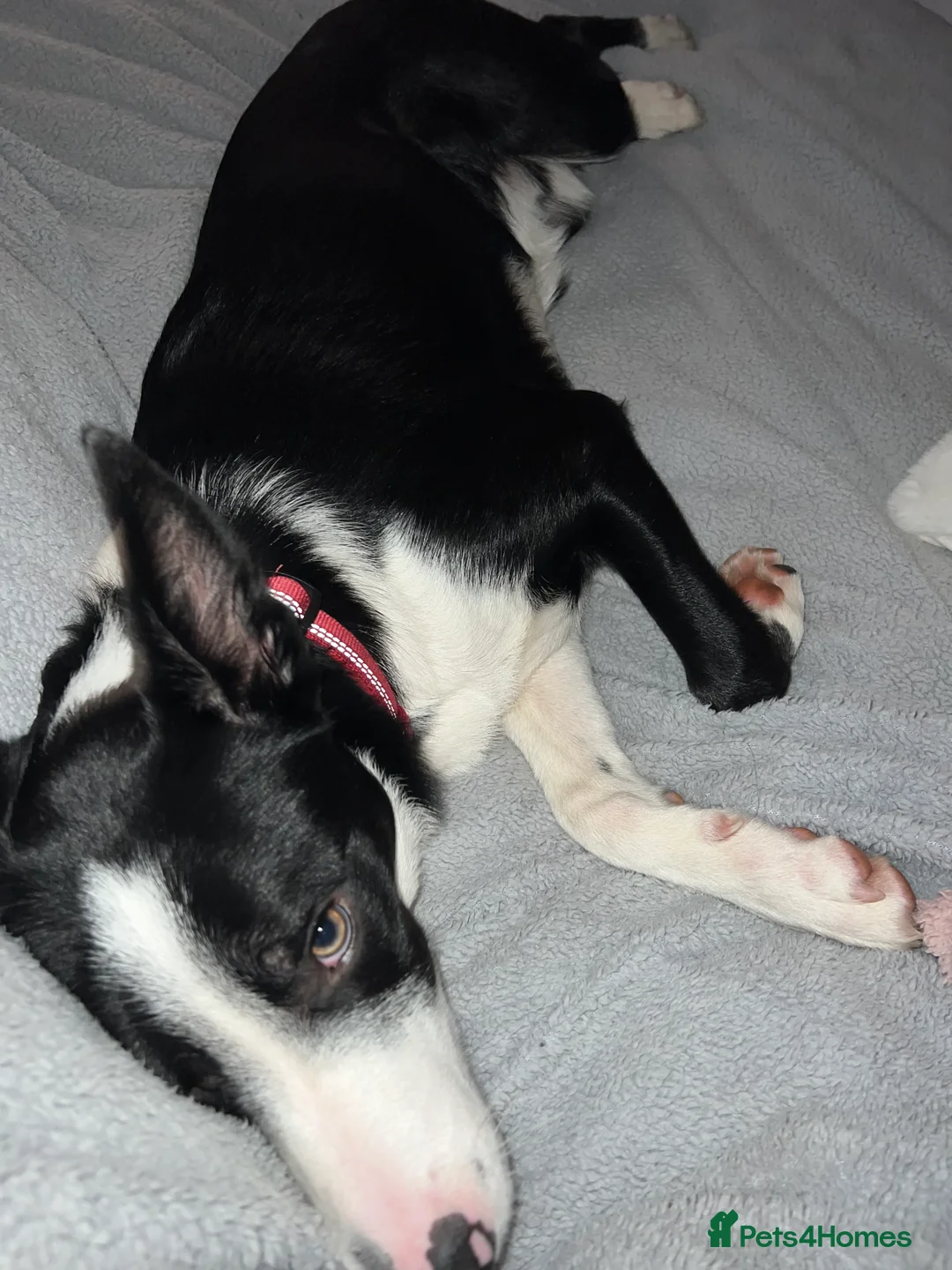 Border Collie dogs for sale: Gorgeous Collie Needs Rehoming. in Exeter - Advert 2