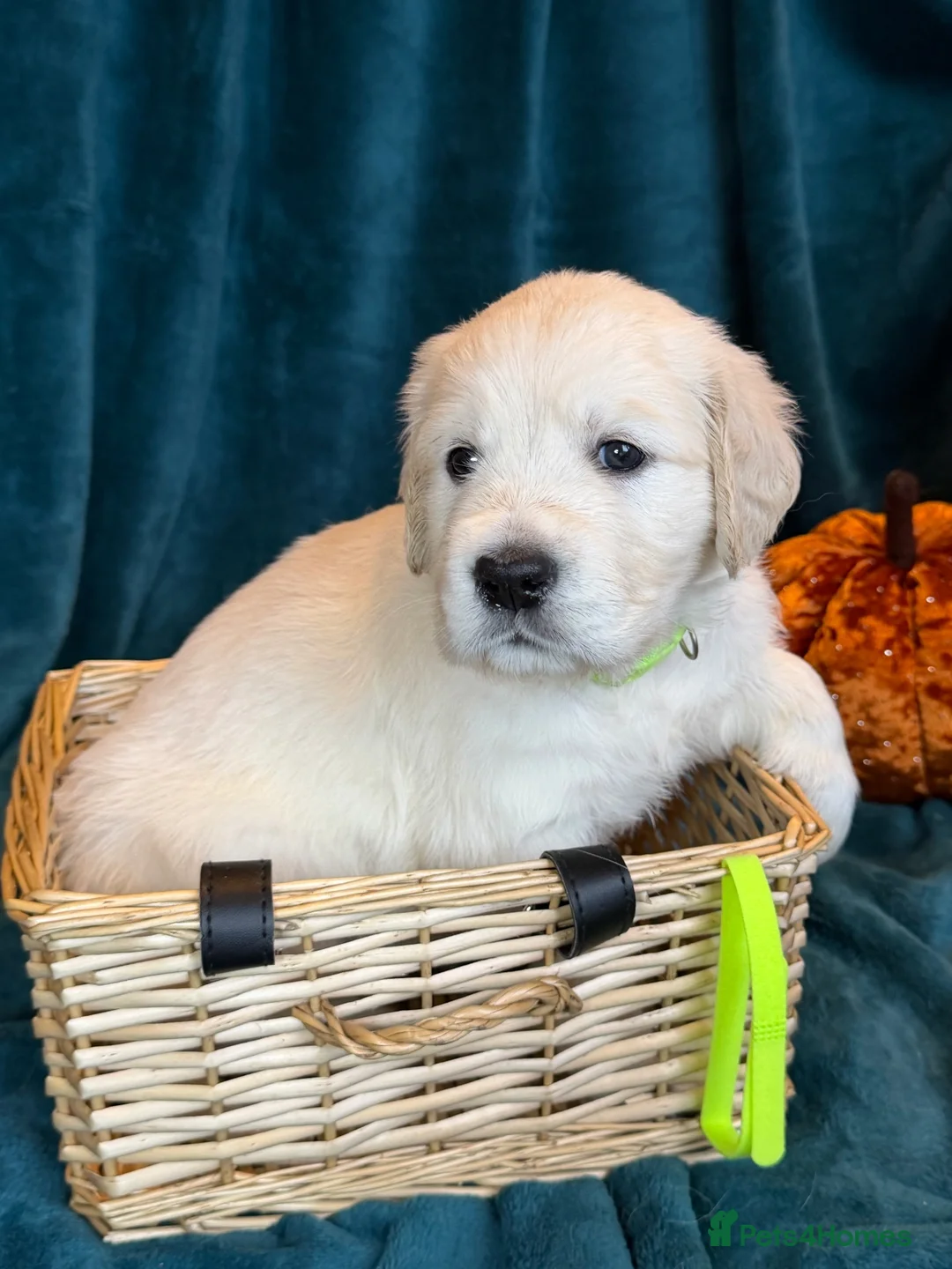 Golden Retriever dogs for sale: KC Registered Golden Retriever Puppies - Advert 27