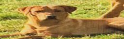 Labrador Retriever dogs for sale: Fox red Labrador puppie for sale  - Advert 2