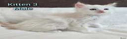 Ragdoll cats for sale: Ragdoll kittens looking for loving homes - Advert 5