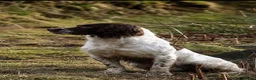 English Springer Spaniel dogs for sale: Chunky English Springer Spaniel Pups  - Advert 2