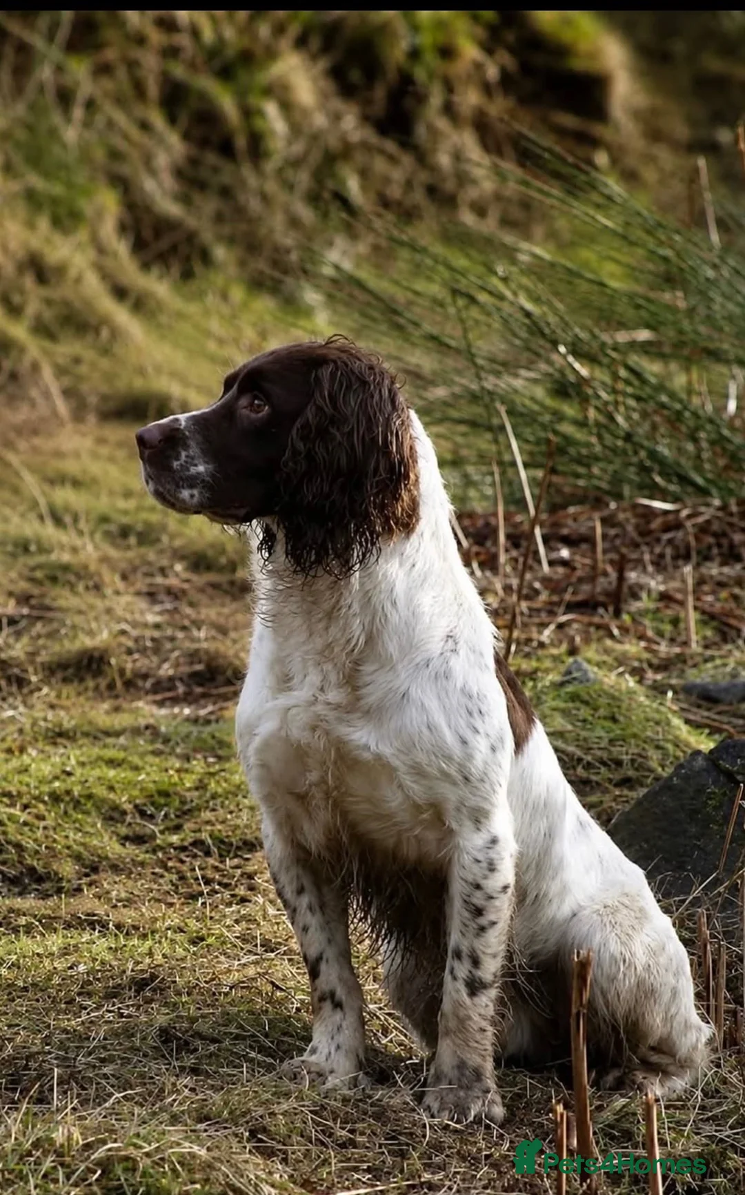 English Springer Spaniel dogs for sale: Chunky English Springer Spaniel Pups  - Advert 2