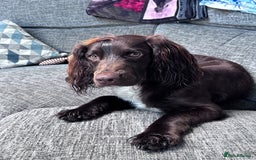 Sprocker dogs for stud: Stunning Cocker Spaniel Cross for Stud  - Image 6