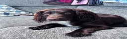 Sprocker dogs for stud: Stunning Sprocker Spaniel  for Stud  - Advert 6