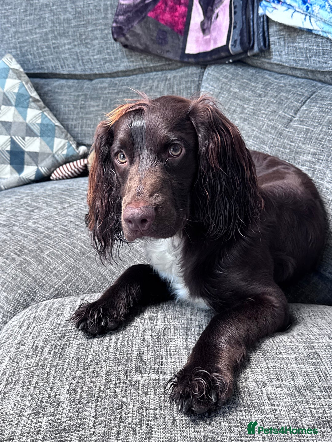 Sprocker dogs for stud: Stunning Cocker Spaniel Cross for Stud  - Image 6