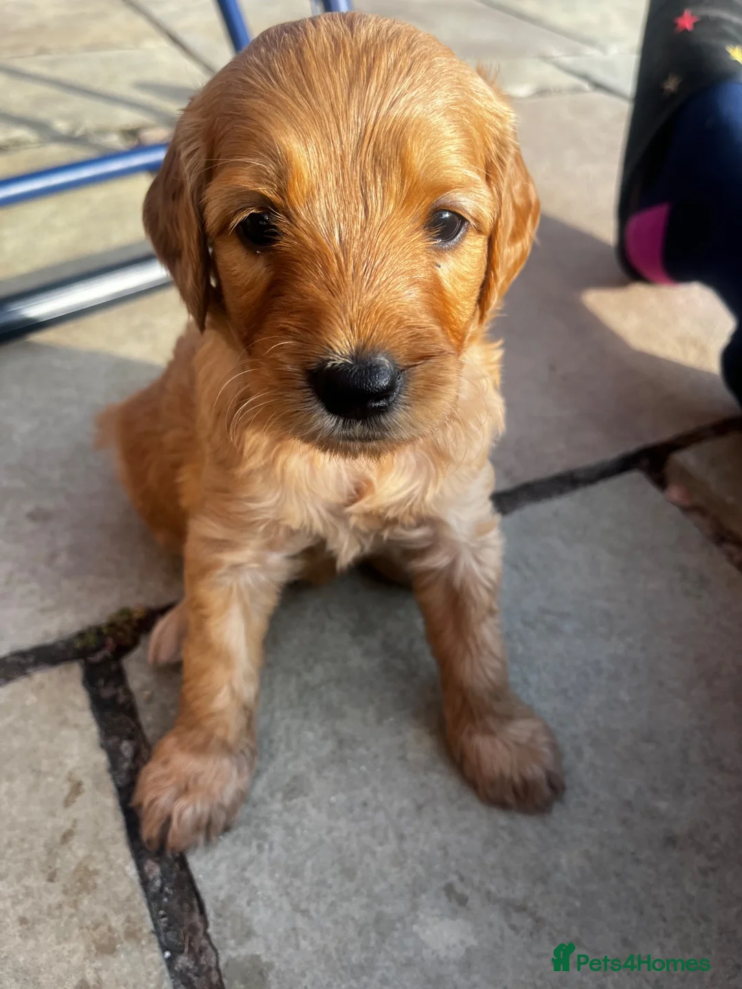 Double Doodle dogs for sale: Last double doodle puppy looking for her home - Advert 2