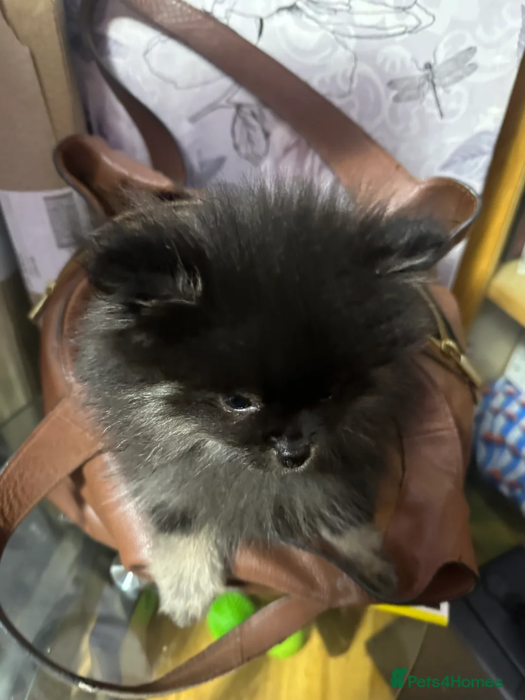 Pomeranian dogs for sale: World smallest teacup Pomeranian puppy - Advert 5