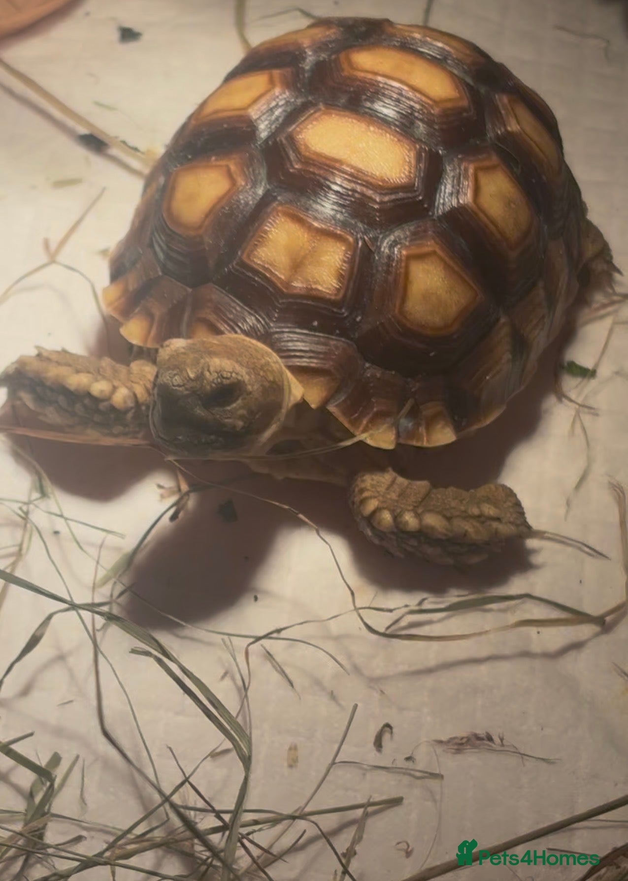 Tortoise reptiles Sulcata tortoise and house  - Advert 1