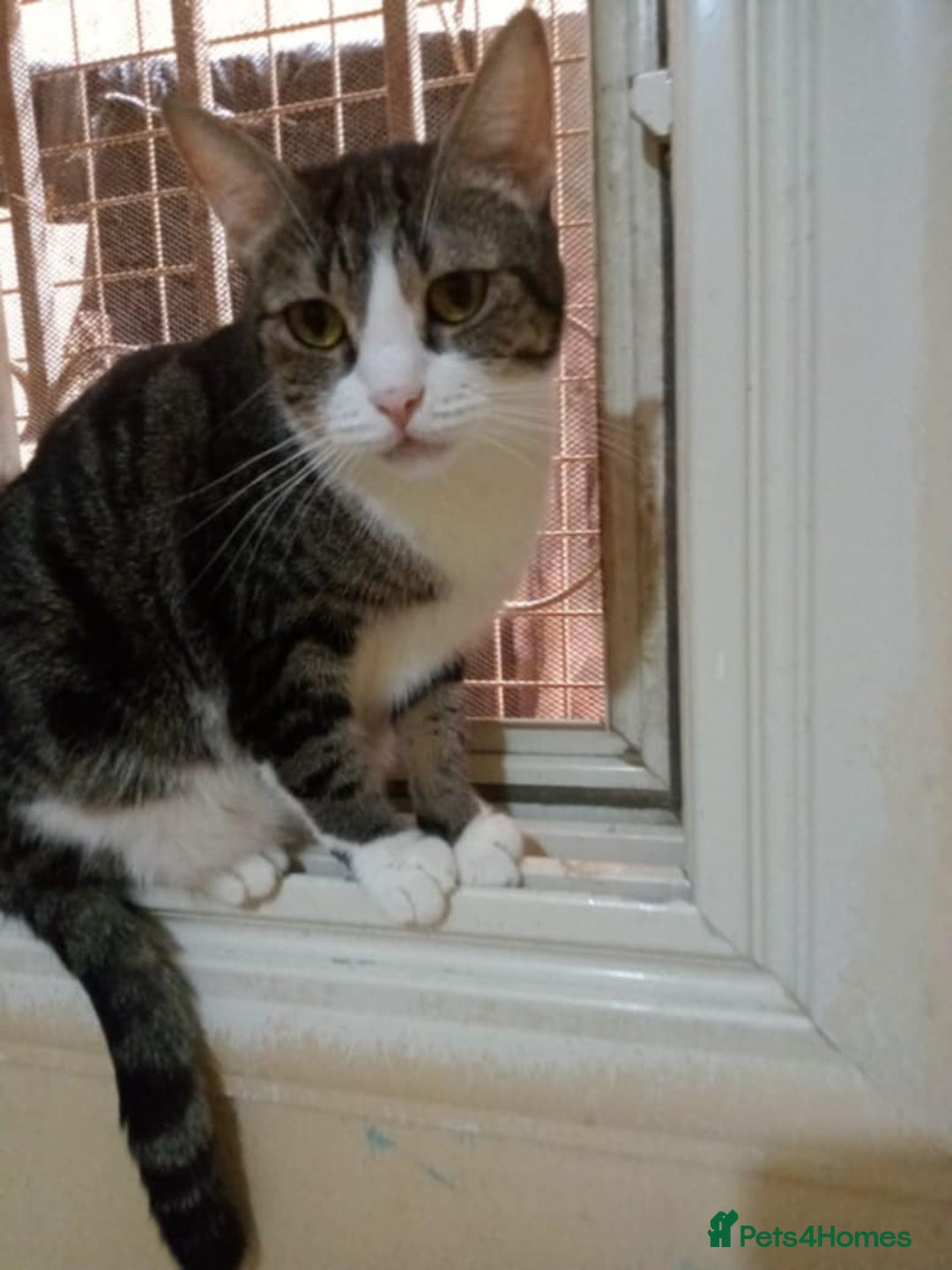 Mixed Breed cats for adoption: Perfect cuddly Patchi! - Image 5