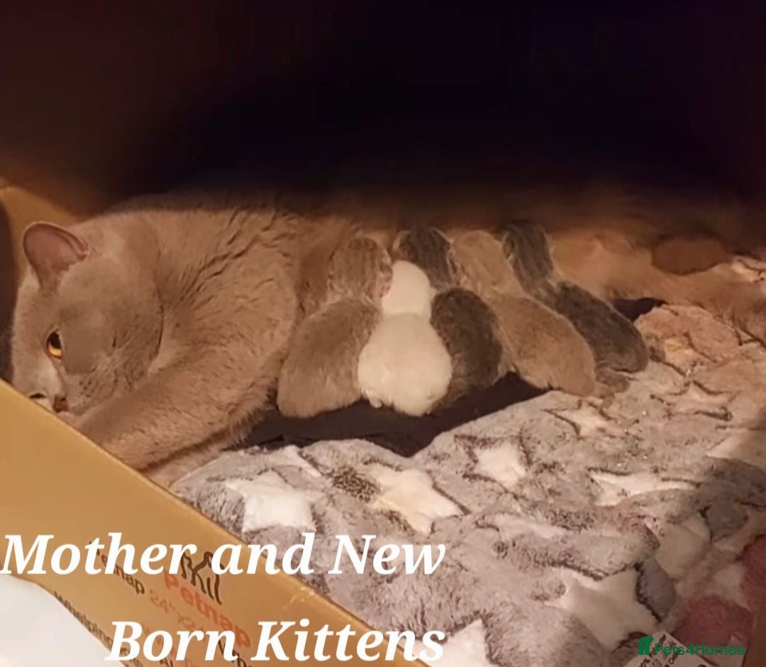 British Shorthair cats ⭐️ Exceptional GCCF registered kittens ⭐️ - Advert 2