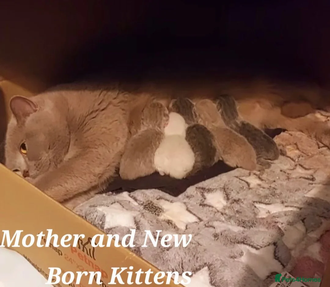 British Shorthair cats for sale: ⭐️ Exceptional GCCF registered kittens ⭐️ in Abertillery - Advert 2