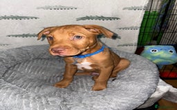 Mixed Breed dogs for sale: Beautiful pups for sale  - Image 6