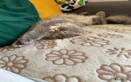 Ragdoll cats for sale: Loving Indoor Cat Duo Seeking Their Forever Home  - Image 12