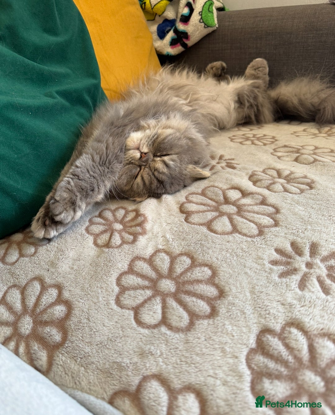 Ragdoll cats for sale: Loving Indoor Cat Duo Seeking Their Forever Home  - Image 12