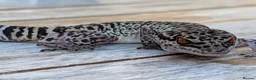 Gecko reptiles for sale: Bawangling Pair of Cave Geckos in Cheltenham - Advert 4