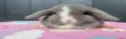 Mini Lop rabbits for sale: Pure bred pedigreed baby mini lops  - Advert 36