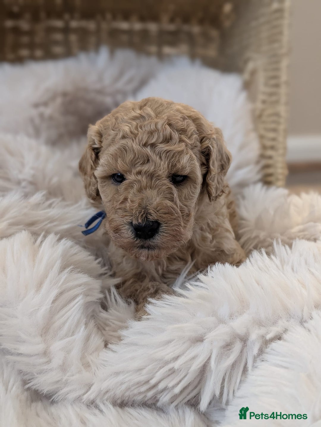 Australian Labradoodle dogs for sale: Minature Austrailian labradoodles - Image 5