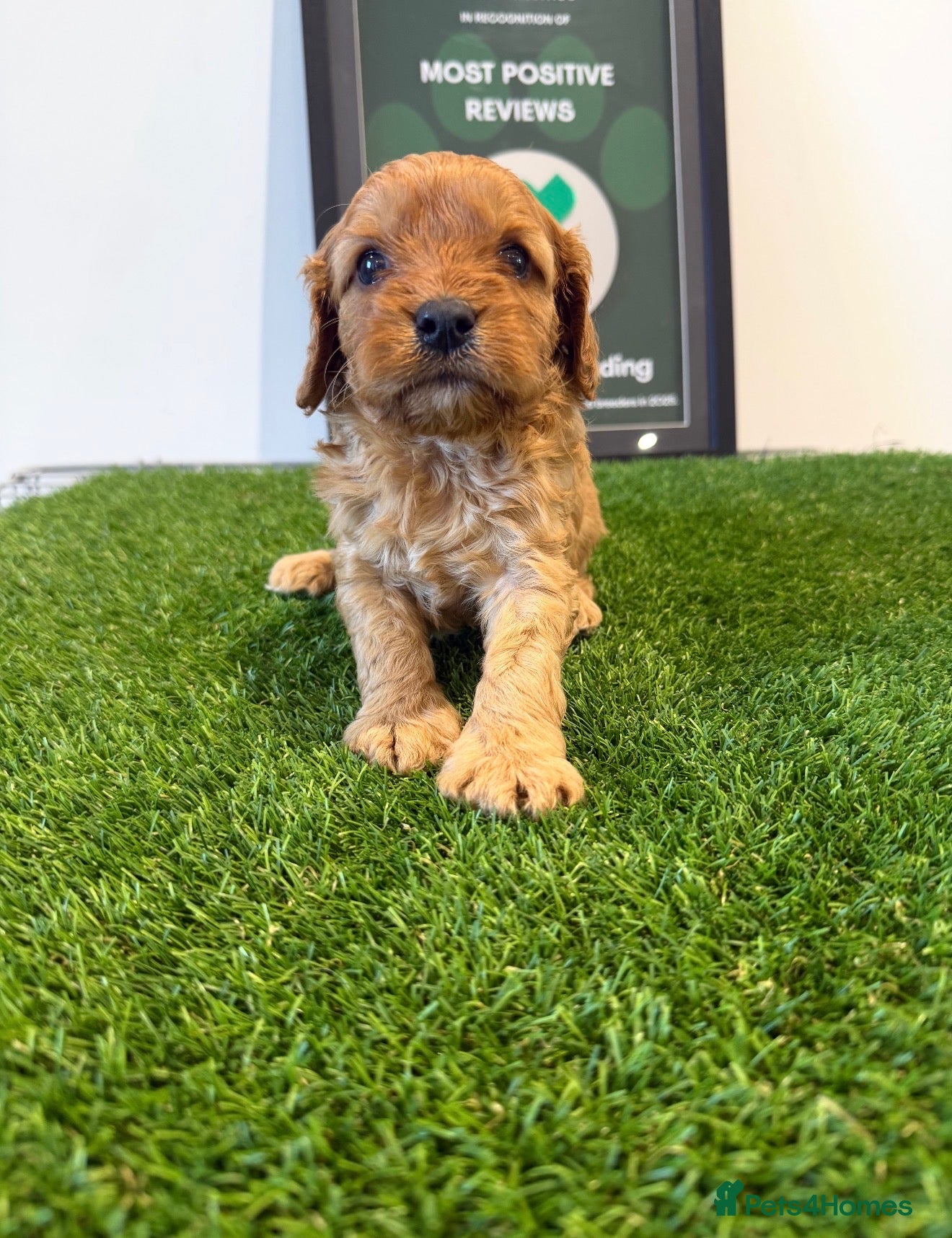 Cavapoo dogs for sale: Stunning F1 Cavapoo's 🧬 Health Tested Parents - Advert 2