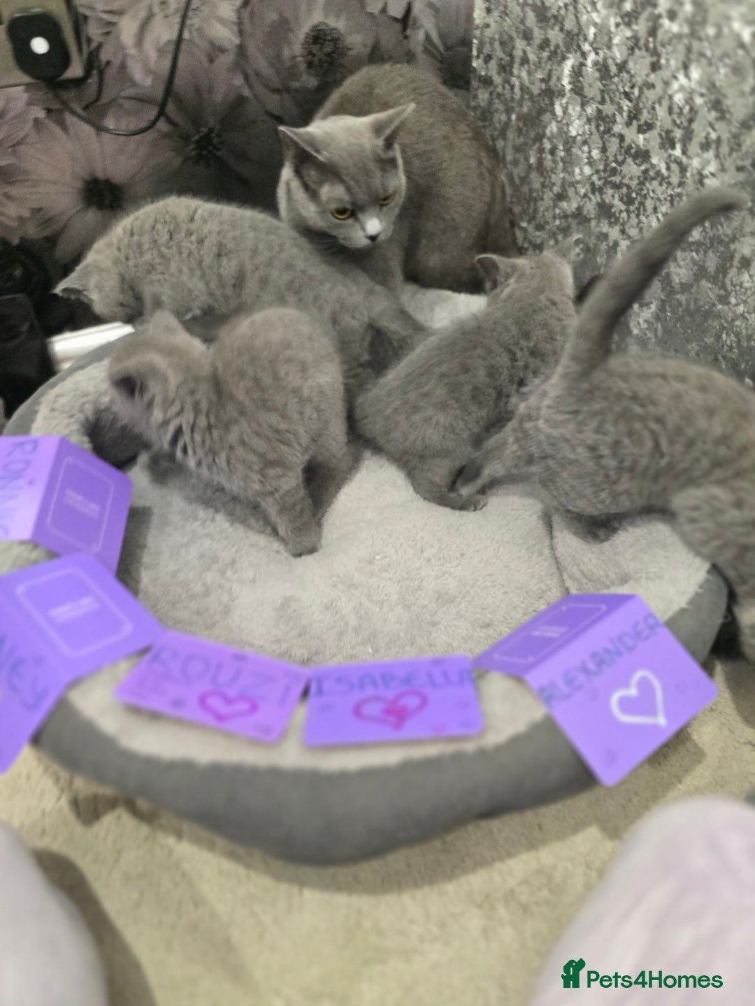 British Shorthair cats for sale: 🩷💜Beautiful British shorthair kittens 💜🩷 - Advert 4