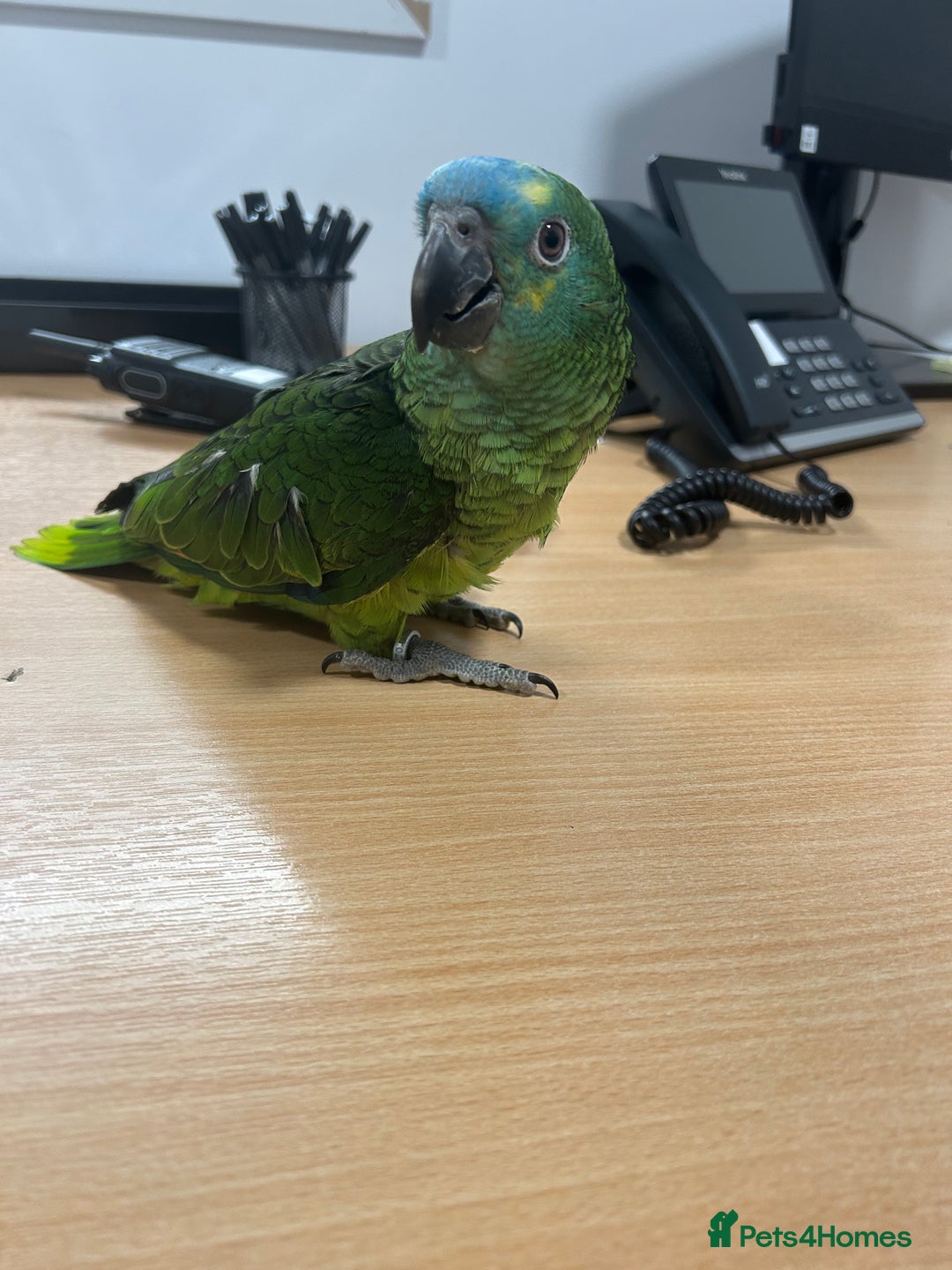 Parrots birds for sale: Hand Reared Baby Blue Fronted Amazons  - Advert 5