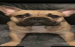 French Bulldog dogs for stud: Male french bulldog for stud. - Image 2