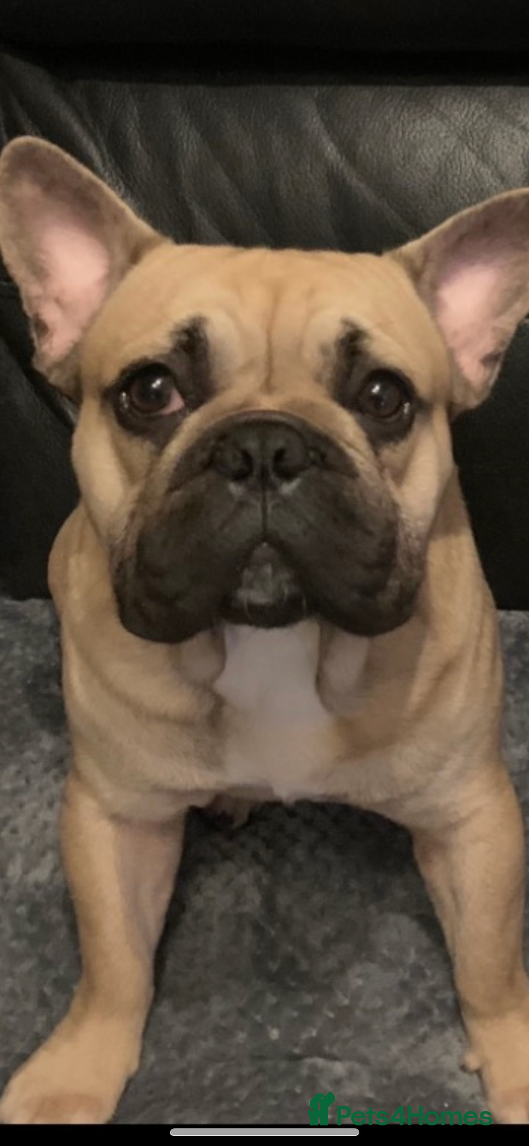 French Bulldog dogs for stud: Male french bulldog for stud. - Image 2