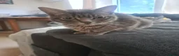 Mixed Breed cats for sale: 3 kittens  - Advert 4