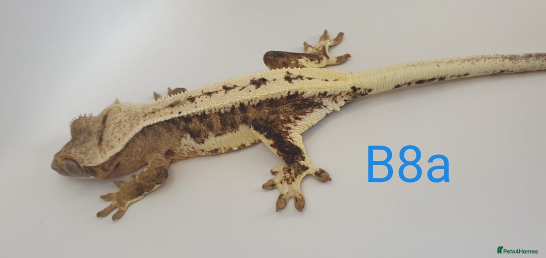 Gecko reptiles for sale: Juvenile Crested Geckos - Image 32