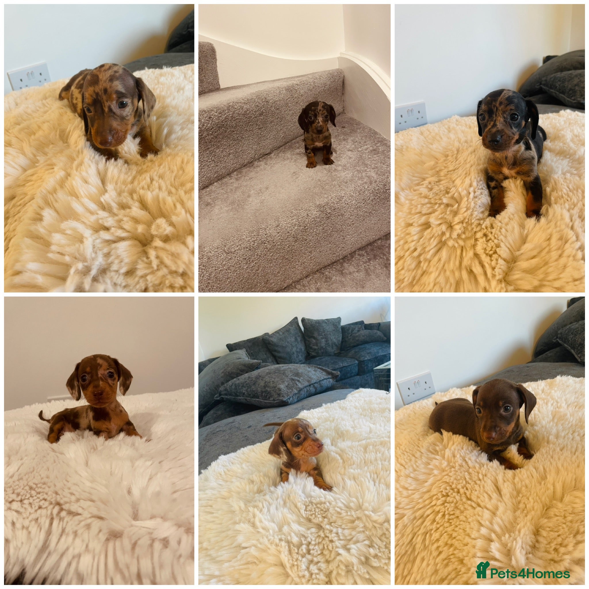 Miniature Dachshund dogs Miniature dachshund  - Advert 10