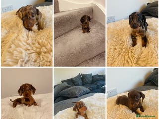 Miniature Dachshund dogs Miniature dachshund - Advert 10