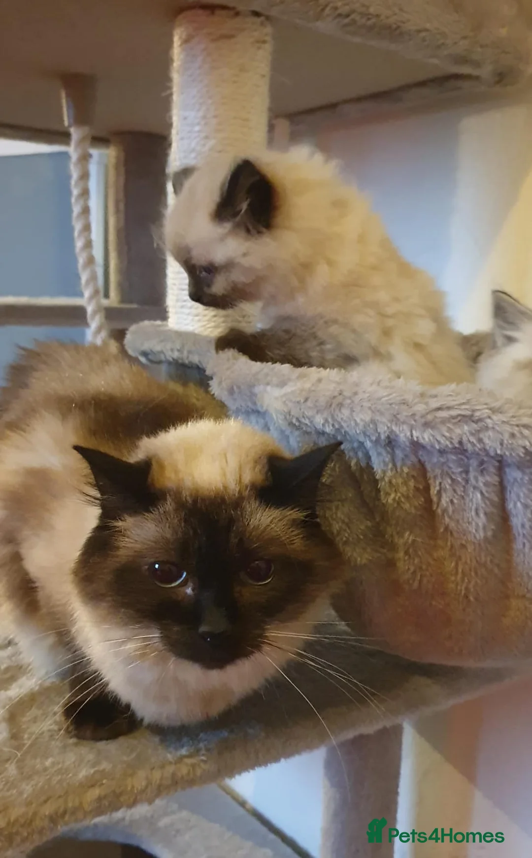 Ragdoll cats for sale: 💖Beautiful GCCF Registered Ragdoll Kittens💖 - Advert 34