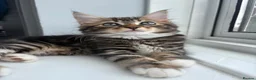 Mixed Breed cats for sale: Milo  in Croydon - Advert 1