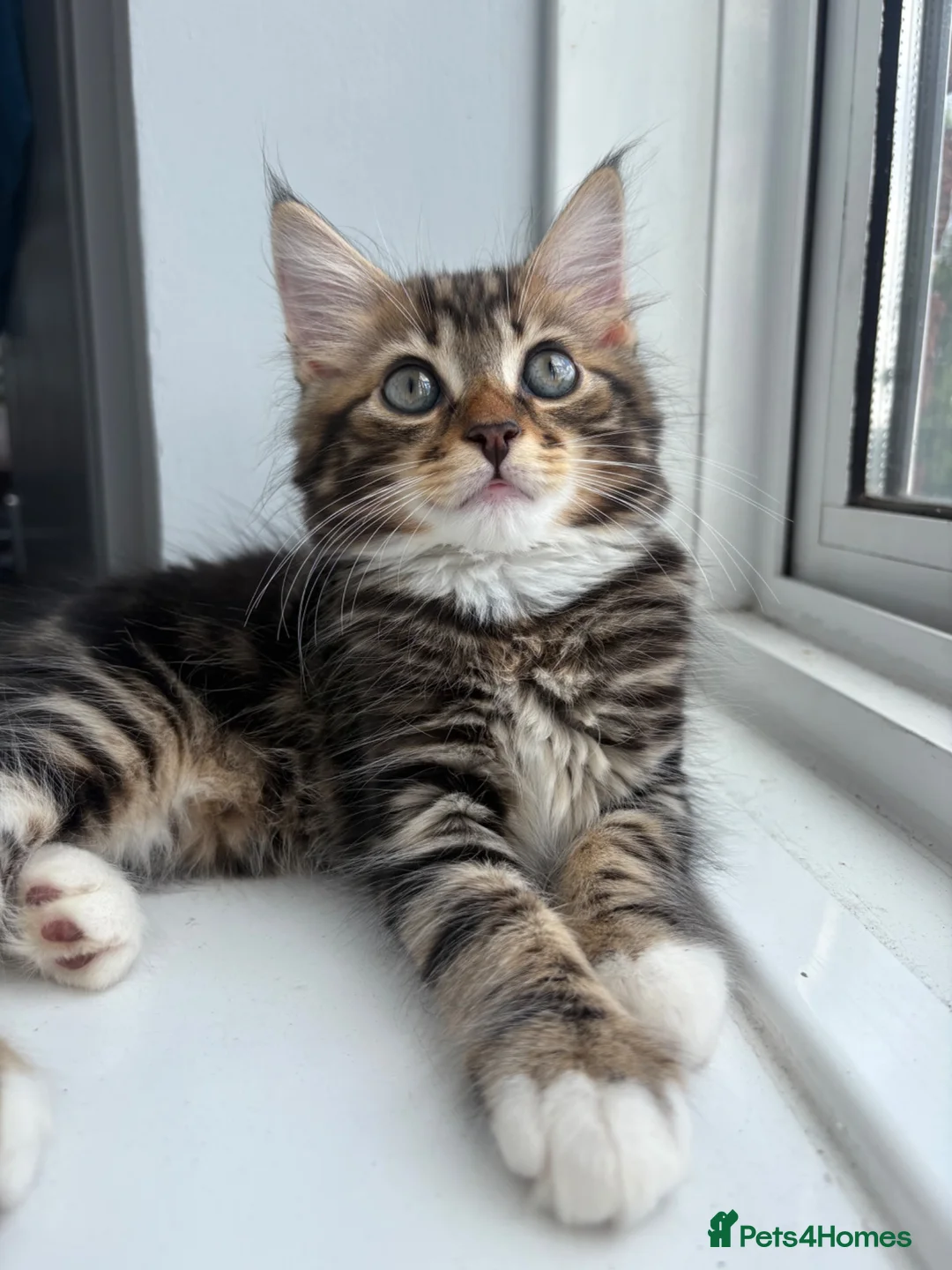 Mixed Breed cats for sale: Milo  in Croydon - Advert 1