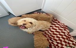 Mixed Breed dogs for sale: Cockapoo x cavapoo  - Image 7