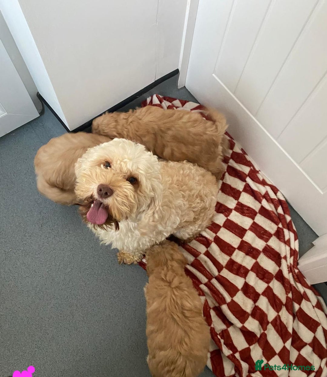 Mixed Breed dogs for sale: Cockapoo x cavapoo  - Image 7