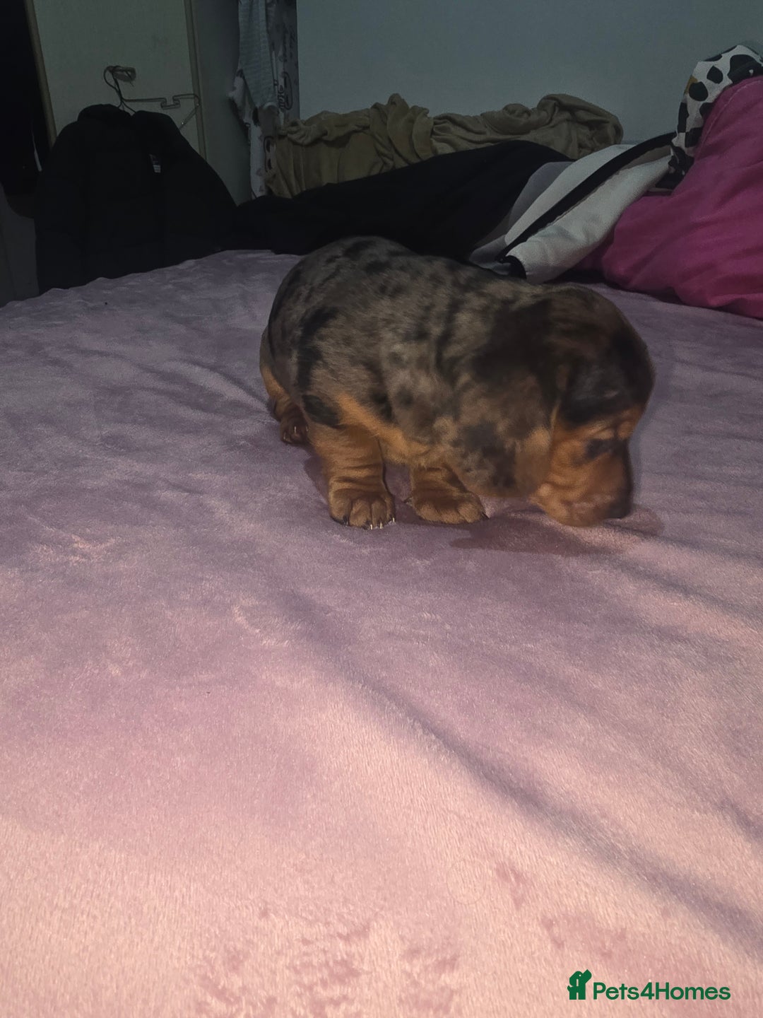 Miniature Dachshund dogs for sale: True to type kc dad home raised both parents here - Advert 15