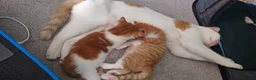 Domestic Shorthair cats for sale: Ginger kittens for sale - Advert 19