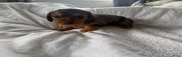 Miniature Dachshund dogs for sale: Outstanding litter of miniature sausage dogs  - Advert 6