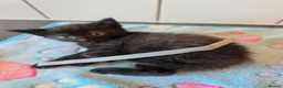 Russian Blue cats for sale: Russian blue x bengal black charcoal male female  - Advert 20