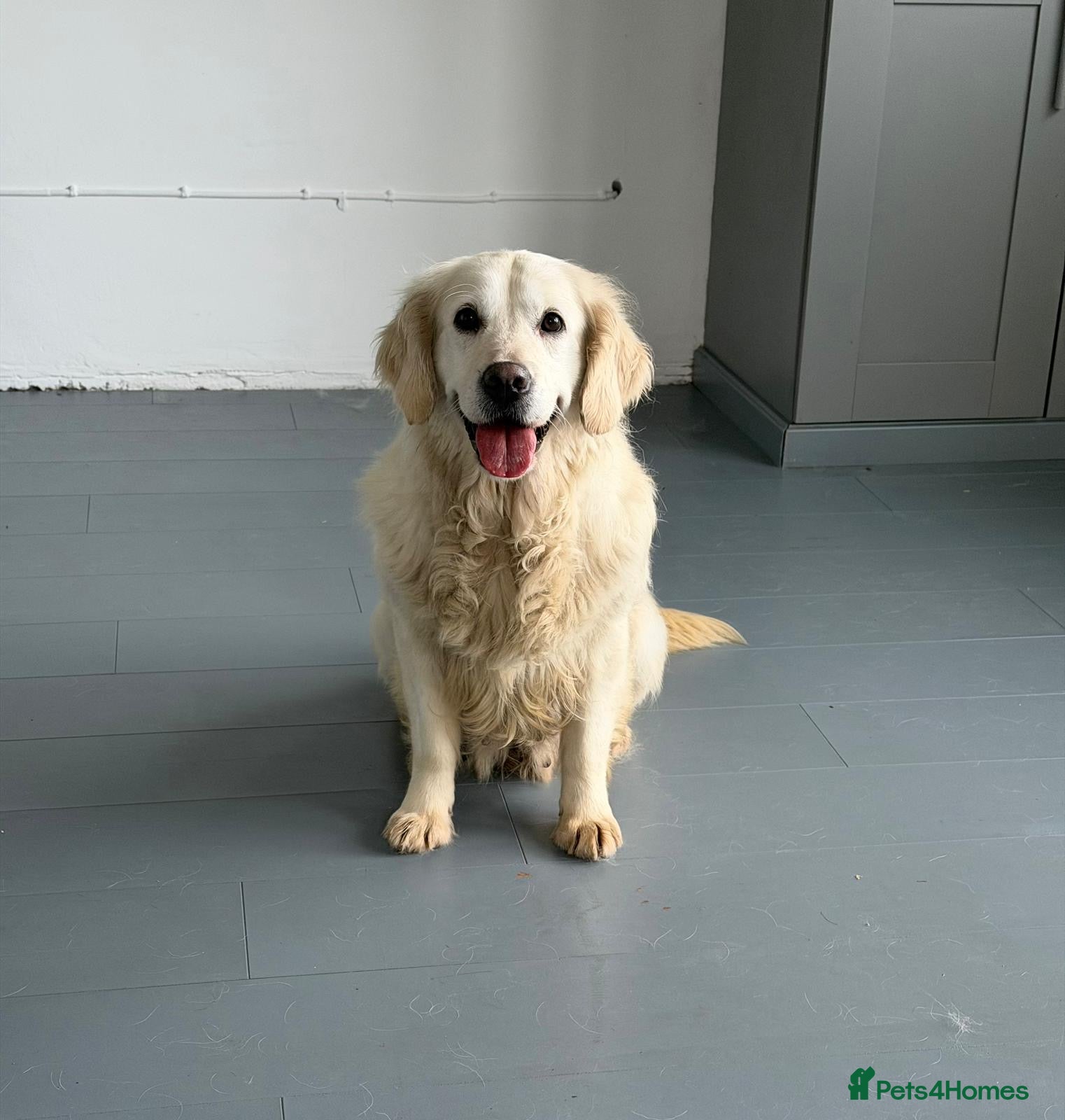Golden Retriever dogs Rosie adult golden retriever female for sale  - Advert 3