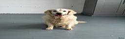 Golden Retriever dogs for sale: Rosie adult golden retriever female for sale  - Advert 1