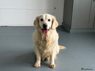 Golden Retriever dogs Rosie adult golden retriever female for sale - Advert 3
