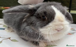 Mini Lop rabbits for sale: Rabbits for sale  - Image 11