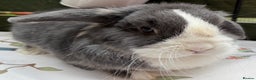 Mini Lop rabbits for sale: Rabbits for sale  - Advert 11