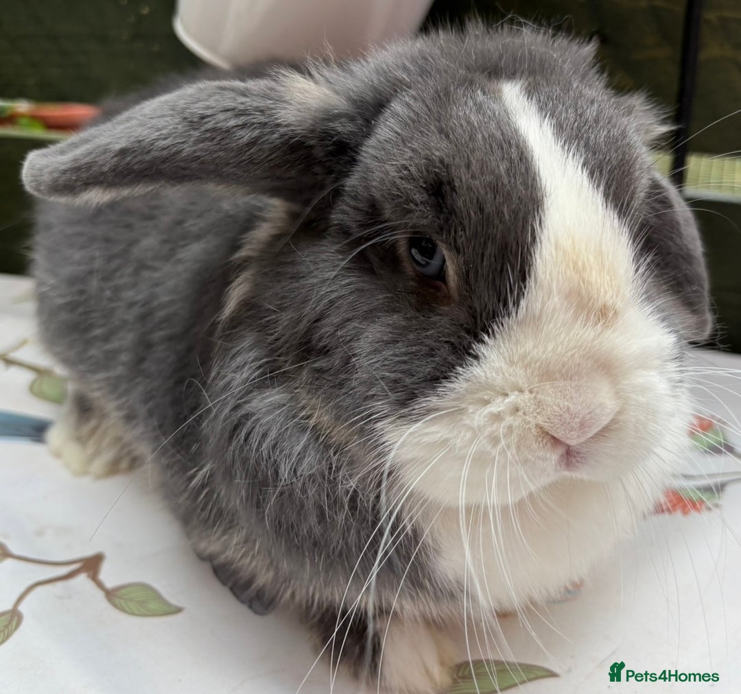 Mini Lop rabbits for sale: Rabbits for sale  - Image 11