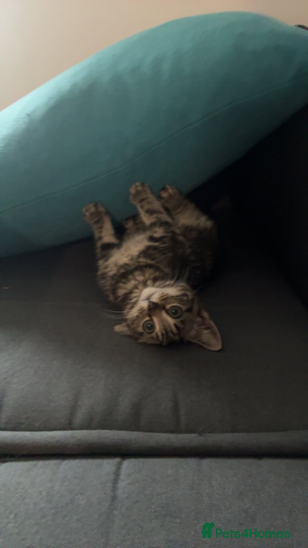 Mixed Breed cats for sale: 3 month kitten - Advert 2