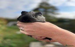 Guinea Pig rodents for sale: Stunning baby guinea pigs  - Image 4