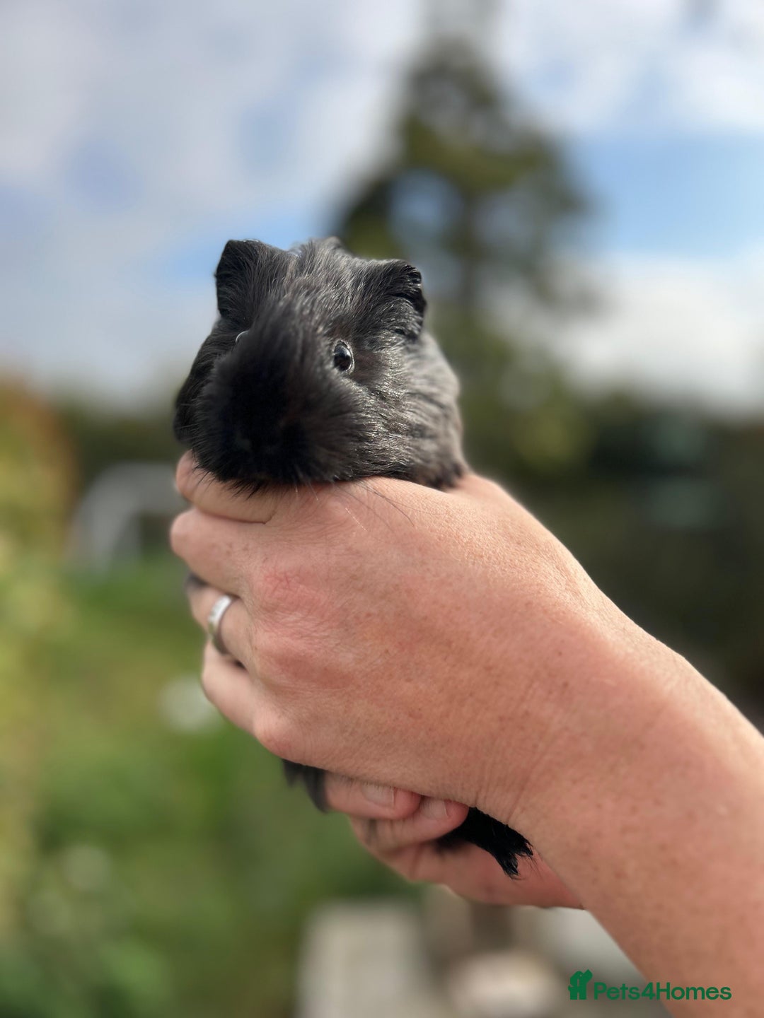 Guinea Pig rodents for sale: Stunning baby guinea pigs  - Image 4