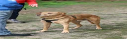 Mixed Breed dogs for adoption: Marvellous Moose - Advert 4